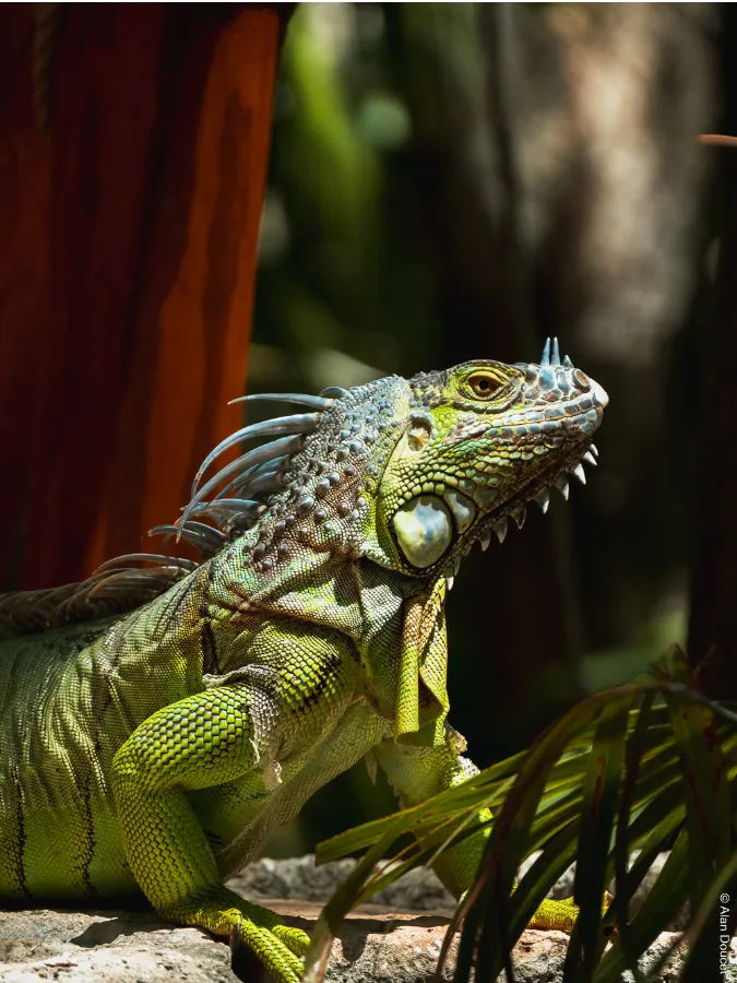 Xcaret Eco Park | Mexique